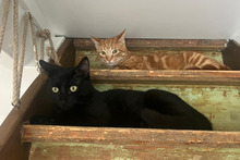 MATTHEO, Katze, Europäisch Kurzhaar in Köln