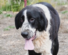 DEVI, Hund, Alabai in Portugal