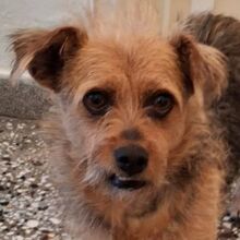 CELINA, Hund, Mischlingshund in Griechenland