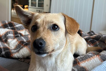 MIRA, Hund, Mischlingshund in Münster