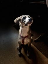 HORST, Hund, Mischlingshund in Raesfeld