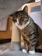 CHARLY, Katze, Hauskatze in Großröhrsdorf