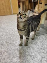 RENATE, Katze, Hauskatze in Großröhrsdorf