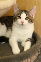 MALIN, Katze, Hauskatze in Großröhrsdorf