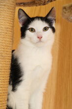 KIAN, Katze, Hauskatze in Großröhrsdorf