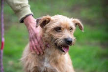 KIMBRA, Hund, Mischlingshund in Ungarn