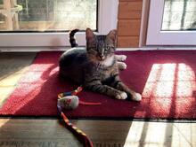 VANIGLIA, Katze, Europäisch Kurzhaar in Wedemark