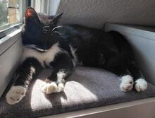 LIBERA, Katze, Europäisch Kurzhaar in Aachen