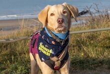 LUCIO, Hund, Maremmano-Labrador-Mix in Sprockhövel