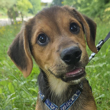 BENICIO, Hund, Mischlingshund in Kroatien