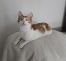 BOBBY, Katze, Europäisch Kurzhaar in Köln