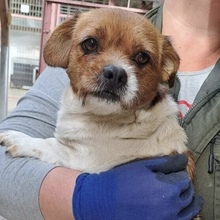 KIKE, Hund, Mischlingshund in Ungarn