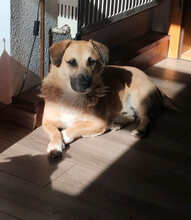 STROLCH, Hund, Mischlingshund in Kronach