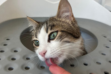 YOSHI, Katze, Europäisch Kurzhaar in Köln