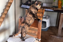 DAISY, Katze, Europäisch Kurzhaar in Köln