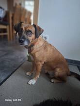 RAYA, Hund, Mischlingshund in Kranenburg