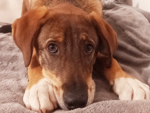 CHARLIE, Hund, Mischlingshund in Rangsdorf