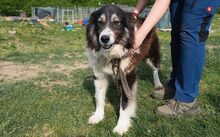 JOEY, Hund, Mischlingshund in Baiersdorf