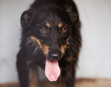 MAYLO, Hund, Terrier-Mix in Kroatien