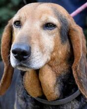 CIMBRO, Hund, Mischlingshund in Italien