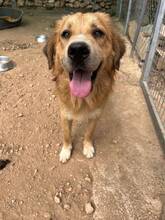 VINCENT, Hund, Mischlingshund in Radevormwald