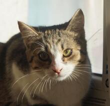 FERNANDA, Katze, Europäisch Kurzhaar in Bulgarien