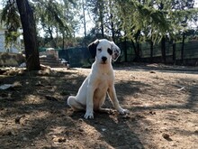 SCHUBI, Hund, Mischlingshund in Griechenland