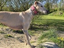RUBIA1, Hund, Galgo Español in Ihlow