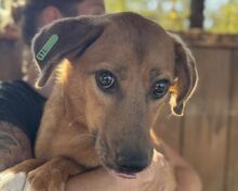 BECKY, Hund, Mischlingshund in Rumänien