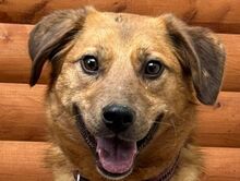 BECKY, Hund, Mischlingshund in Köln