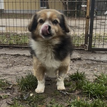 GOMBOC, Hund, Mischlingshund in Ungarn