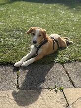 ORLANDO, Hund, Mischlingshund in Isernhagen