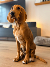 WOLFGANG, Hund, Mischlingshund in Augsburg