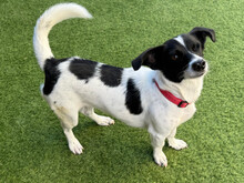 JACKIE, Hund, Mischlingshund in Nürnberg