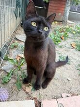 BAGHERA, Katze, Europäisch Kurzhaar in Celle