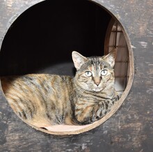 SILVIRA, Katze, Europäisch Kurzhaar in Langenzenn