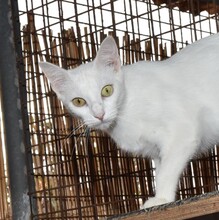 PALOMA, Katze, Siam-Mix in Langenzenn