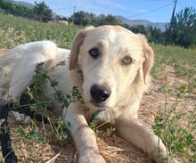 LIZA, Hund, Mischlingshund in Griechenland