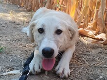 LENA, Hund, Mischlingshund in Griechenland