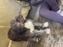 FECCA, Hund, Puli-Mix in Bad Salzuflen