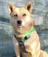 RHIA, Hund, Mischlingshund in Rumänien