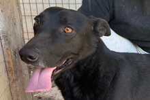 KAJO, Hund, Mischlingshund in Kroatien