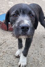 MILES, Hund, Bracke-Mix in Kroatien