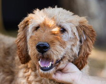 GOGO, Hund, Barak-Mix in Kroatien