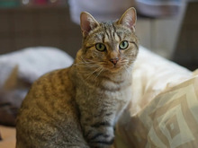 PIPPIN, Katze, Europäisch Kurzhaar in Hamburg