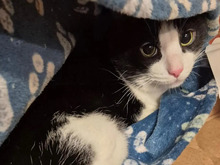 CASPER, Katze, Europäisch Kurzhaar Mix in Hamburg