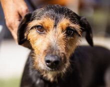 RICARDA, Hund, Terrier-Mix in Kroatien