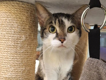 MAX, Katze, Europäisch Kurzhaar in Hamburg