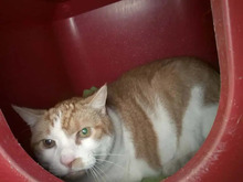 PUMPKIN, Katze, Europäisch Kurzhaar in Hamburg