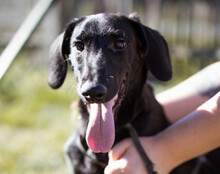 DIEGO, Hund, Mischlingshund in Kroatien